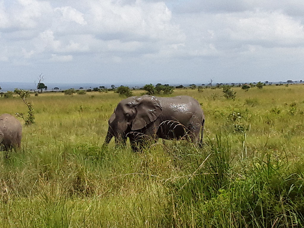 Tanzania Safari