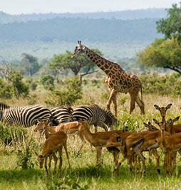 Tanzania National Parks