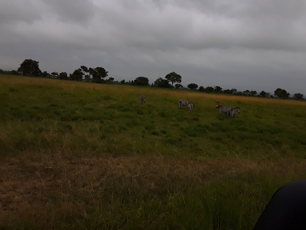 Mikumi Tanzania Safari