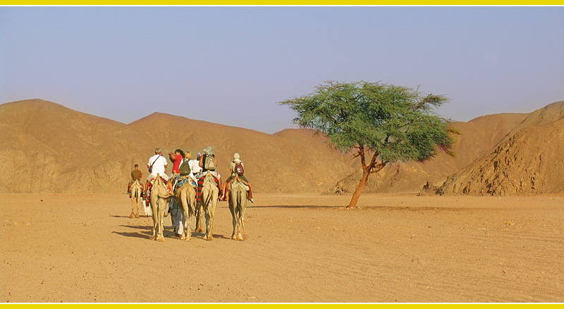 Egypt Camel