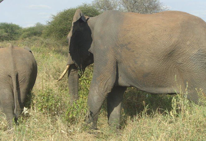Selous Safari
