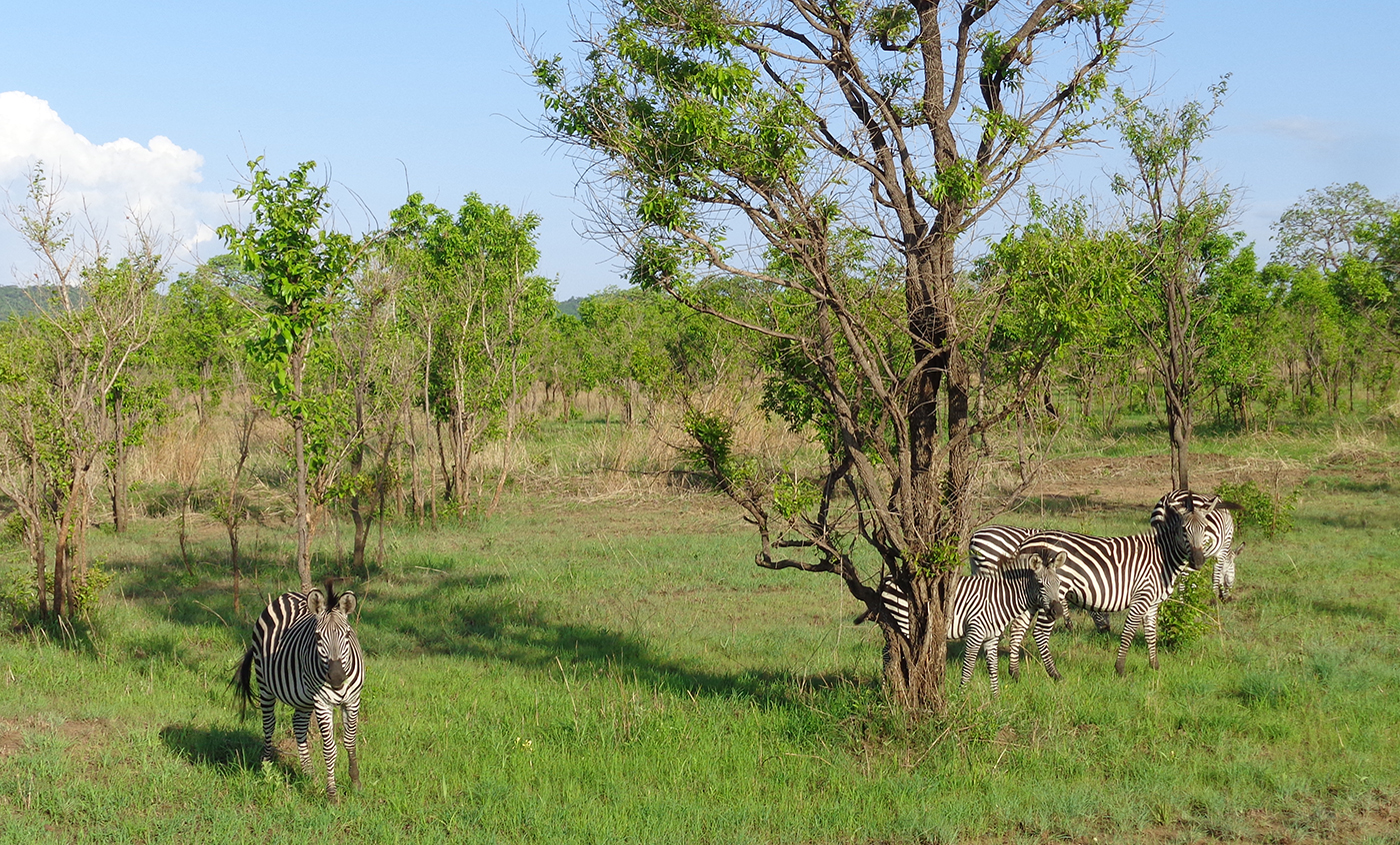 Zebras grazing in Mikumi National Park